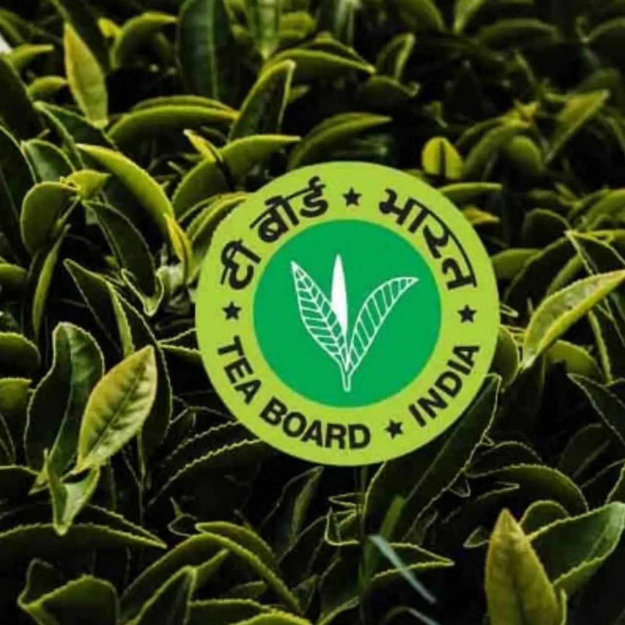Tea Board India